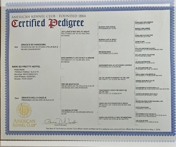 Medium Photo #6 Poodle (Miniature) Puppy For Sale in WHITEWATER, WI, USA