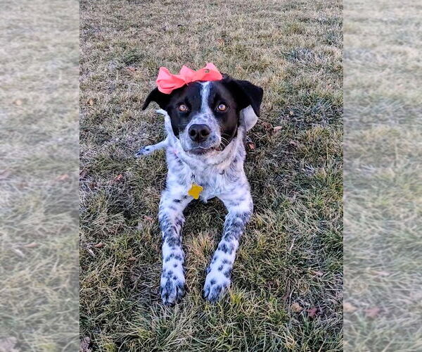 Medium Photo #13 Mutt Puppy For Sale in Sandy, UT, USA