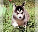 Small #1 Siberian Husky
