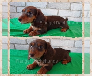 Dachshund Puppy for sale in VALDOSTA, GA, USA