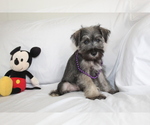 Small #1 Schnauzer (Miniature)