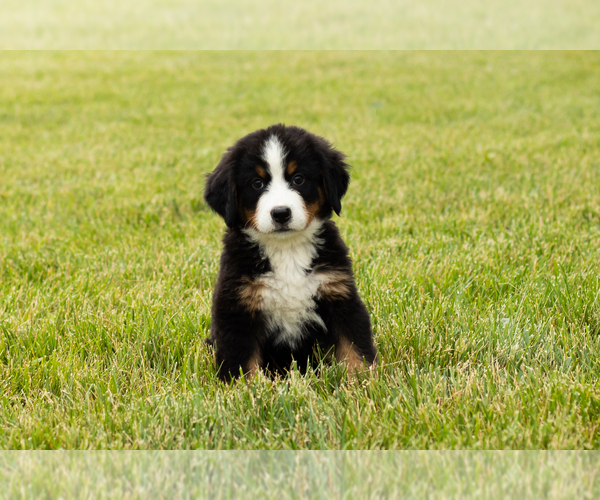 Medium Photo #2 Bernese Mountain Dog Puppy For Sale in SHIPSHEWANA, IN, USA