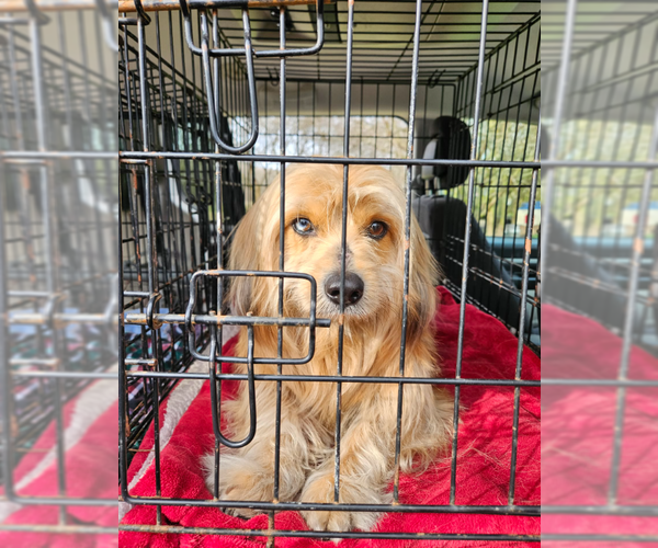 Medium Photo #3 Havanese-Unknown Mix Puppy For Sale in Cranston, RI, USA