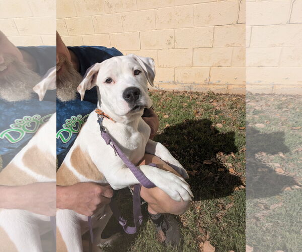 Medium Photo #2 American Pit Bull Terrier-American Staffordshire Terrier Mix Puppy For Sale in Thomasville, NC, USA