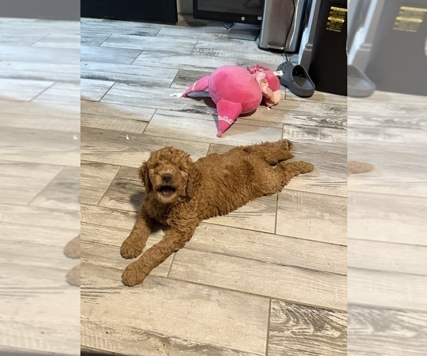Medium Photo #11 Goldendoodle Puppy For Sale in GIBSONTON, FL, USA