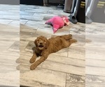 Small Photo #11 Goldendoodle Puppy For Sale in GIBSONTON, FL, USA
