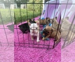 Small #1 French Bulldog