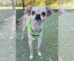 Chug Dogs for adoption in Dedham, MA, USA