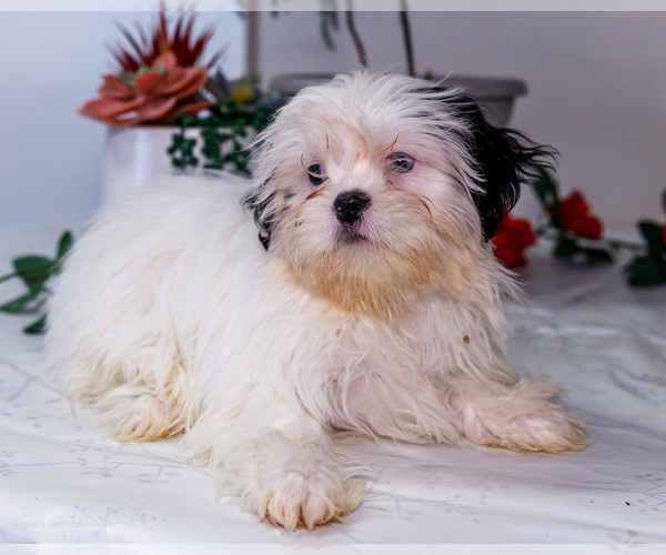Medium Photo #29 Shih Tzu Puppy For Sale in WAKARUSA, IN, USA