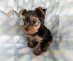 Small Photo #12 Yorkshire Terrier Puppy For Sale in THE WOODLANDS, TX, USA