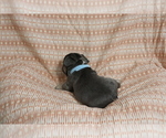 Small #3 French Bulldog