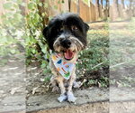 Small Photo #2 Maltese-Unknown Mix Puppy For Sale in Marina Del Rey, CA, USA