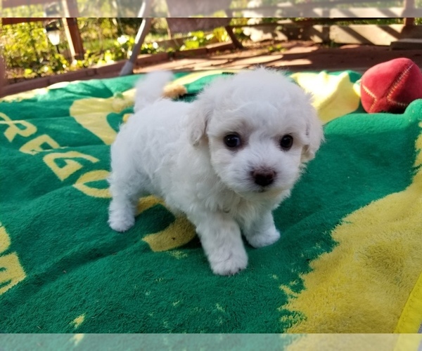 Medium Photo #4 Bichon Frise Puppy For Sale in EUGENE, OR, USA