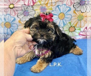Morkie Puppy for Sale in WINNSBORO, Louisiana USA