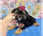 Image preview for Ad Listing. Nickname: Tiny Gracie