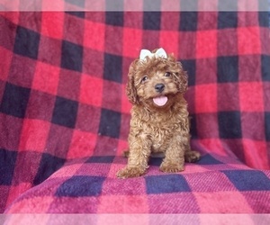 Cavapoo Puppy for sale in LAKELAND, FL, USA