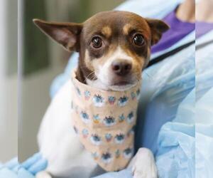 Chihuahua-Unknown Mix Dogs for adoption in San Antonio, TX, USA