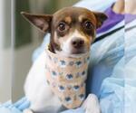 RIP - Female Chihuahua-Unknown Mix Dog for Adoption - Small photo