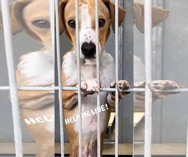 Medium Photo #2 Italian Greyhound-Unknown Mix Puppy For Sale in Fallbrook, CA, USA