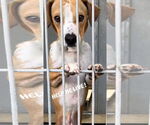 Small #1 Italian Greyhound Mix