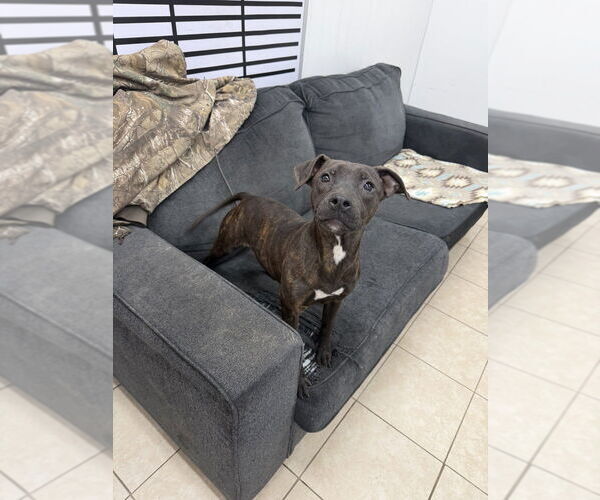 Medium Photo #1 Labrador Retriever-Unknown Mix Puppy For Sale in Elmsford, NY, USA