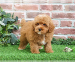 Small #7 Cavapoo (Miniature)