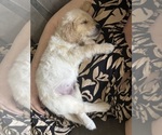 Small #5 Golden Retriever