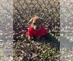 Small #2 Redbone Coonhound Mix