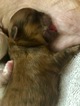 Small Photo #55 Shih Tzu Puppy For Sale in AVONDALE-GOODYEAR, AZ, USA