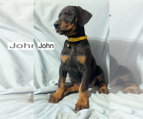 Medium Photo #1 Doberman Pinscher Puppy For Sale in POMEROY, OH, USA