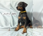 Small Doberman Pinscher
