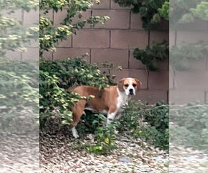 MAYBEL - Female Beagle-Unknown Mix Dog for Adoption - Photo #4