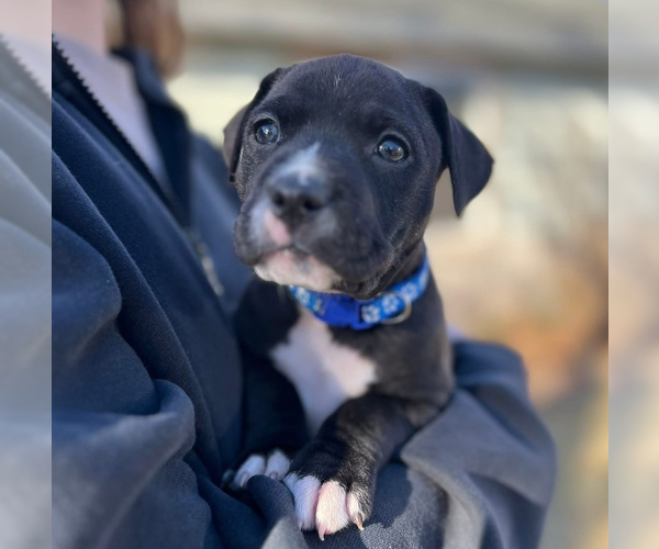 Medium Photo #1 Mutt Puppy For Sale in OKLAHOMA CITY, OK, USA