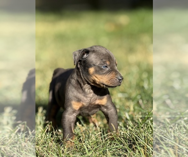 Medium Photo #63 Catahoula Leopard Dog Puppy For Sale in BUSHNELL, IL, USA