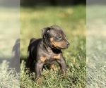 Small Photo #63 Catahoula Leopard Dog Puppy For Sale in BUSHNELL, IL, USA