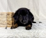 Small #4 Golden Shepherd