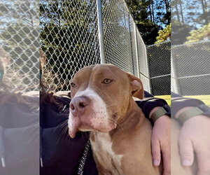 Mutt Dogs for adoption in Glen Allen, VA, USA