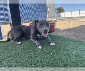 Mutt Dogs for adoption in HESPERIA, CA, USA