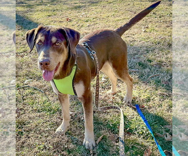 Medium Photo #2 Labrottie Puppy For Sale in Huntley, IL, USA