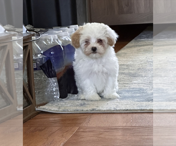 Medium Photo #4 Maltipoo Puppy For Sale in ALEXANDRIA, VA, USA