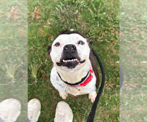 Medium Photo #7 Mutt Puppy For Sale in Jefferson, WI, USA