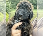 Small Photo #73 Bernedoodle Puppy For Sale in MOULTON, AL, USA
