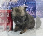 Small #3 Pomeranian