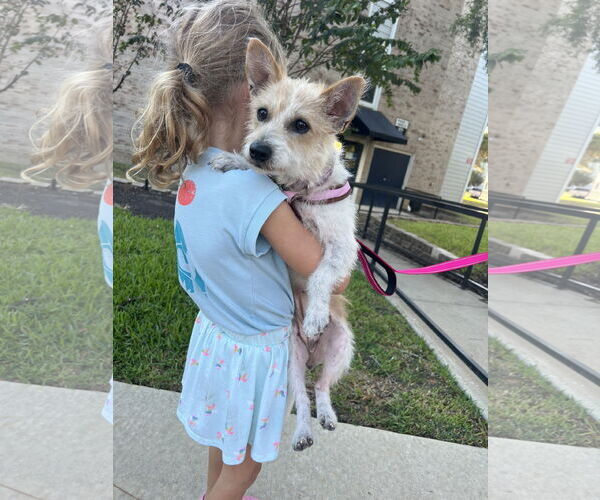 Medium Photo #5 Cairn Terrier-Unknown Mix Puppy For Sale in The Woodlands, TX, USA