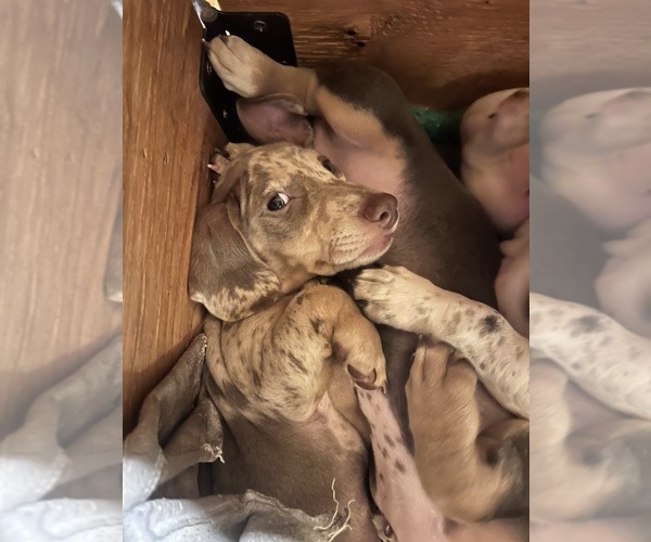 Medium Photo #12 Dachshund Puppy For Sale in LAKEBAY, WA, USA