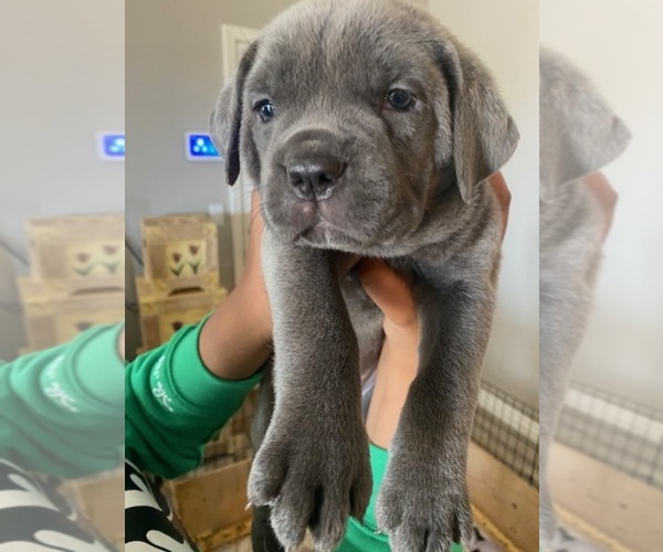 Medium Photo #9 Cane Corso Puppy For Sale in VICTORVILLE, CA, USA