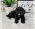 Small #2 Cavapoo (Miniature)