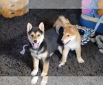 Small Photo #1 Shiba Inu Puppy For Sale in MANITO, IL, USA