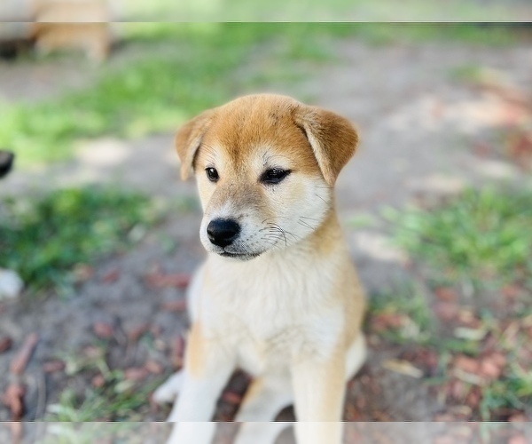 Medium Photo #26 Shiba Inu Puppy For Sale in FREMONT, CA, USA