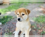 Small Photo #26 Shiba Inu Puppy For Sale in FREMONT, CA, USA